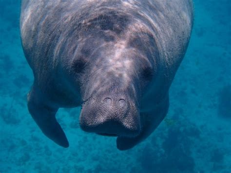 The Magical Manatee Reveals Ancient Beliefs About Nature and Humanity